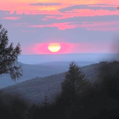 Elfbuchen - Bild 7