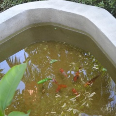 Rasa Sayang Resort - Bild 8