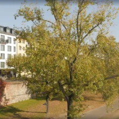 Hotel Schopenhauer Hof - Bild 12