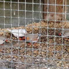 Ferienhof Fenzl - Bild 11