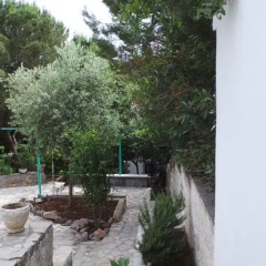The Olive Tree thumbnail 8