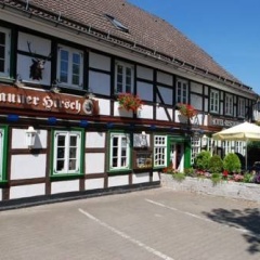 Brauner Hirsch - Bild 1