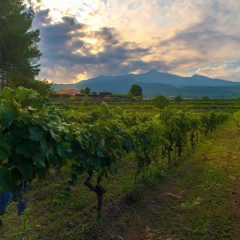 Tenuta San Michele thumbnail 43
