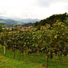Landgasthof Frohe Einkehr - Bild 10