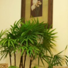 The Canes Boutique Hotel thumbnail 41