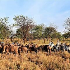 Africa Safari Serengeti Ikoma in Serengeti National Park, Tanzania from 230$, photos, reviews - zenhotels.com photo 22