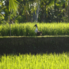 The LUXE Ubud, a Boutique Hotel - Bild 23