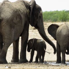 Etosha Safari Camping2Go in Okaukuejo, Namibia from 89$, photos, reviews - zenhotels.com photo 15