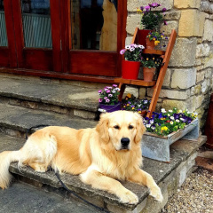 The Old Stables Bed & Breakfast thumbnail 18