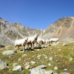 Bergers (SOE550) in Soelden, Austria from 292$, photos, reviews - zenhotels.com photo 14