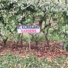 Idyllic Mistley House and Gardens Off Kamiti Road. in Nairobi, Kenya from 143$, photos, reviews - zenhotels.com photo 23