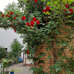 Fewo Rosenblüte am Stadtpark - Bild 7