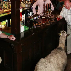 The Old Hall Inn thumbnail 9