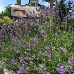 Garten86 - Bild 9