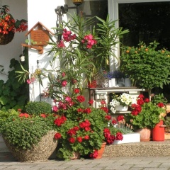 Pension Zum Ebenstein am Donausteig - Bild 5