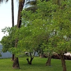 Pwani Beach Hotel & Apartments in Pwani Mchangani, Tanzania from 204$, photos, reviews - zenhotels.com photo 38