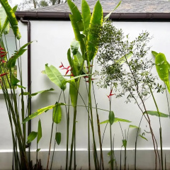 Ahimsa Villas Khao Lak Beach - Bild 12