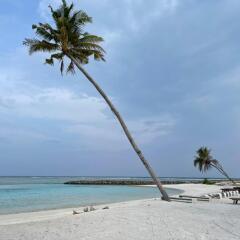 Courtyard Guesthouse Guest House in North Male Atoll, Maldives from 91$, photos, reviews - zenhotels.com photo 8
