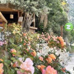 Z-Villas Beach Hotel - Bild 17