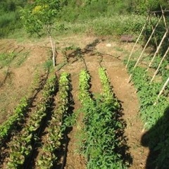 Country Inn Tuscanyrural photo 4