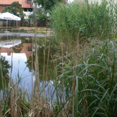 Altstadthotel Ilsenburg - Bild 6