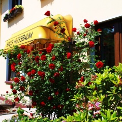 Haus Nussbaum - Bild 1