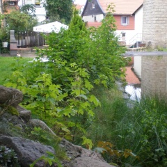 Altstadthotel Ilsenburg - Bild 7