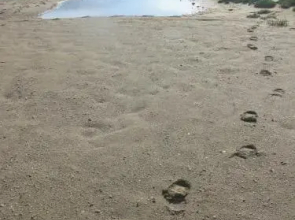 Apartments with private pool near the beach with private parking - Hrvoje Nin