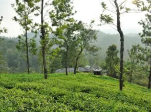 Tea Garden Holiday Home