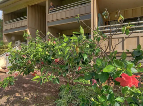 Kihei Bay Vista #A-103