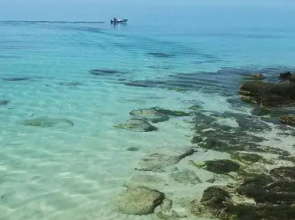 Barracudas