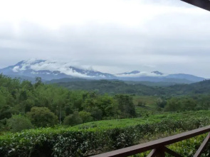 Sabah Tea Garden