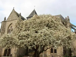La Tocade Del Arte - Dinan