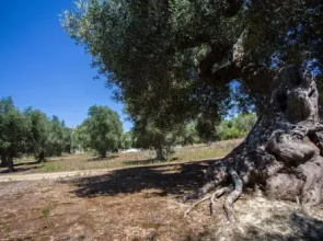 Cava Degli Ulivi
