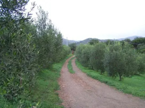 Nurazzolas