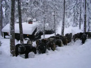 Kyrkekvarn Cottages