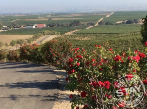 Hidden Acre Vineyard