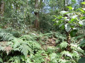 Cabañas El Coyote