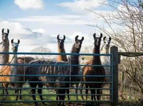 The Merry Harriers