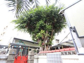 Ping Ang Tree