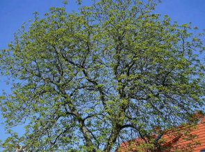 Landhaus Amelrode zu Altwarp