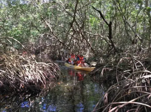 Mangrove King Lodge