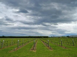 Dunnolly Vineyard Bed & Breakfast