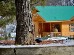 Dawat-e-Drung by FrozenFall Resort