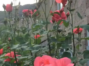 Guest house in Alaverdi