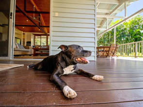 Serenity - Mudjimba - Pet Friendly Holiday Home