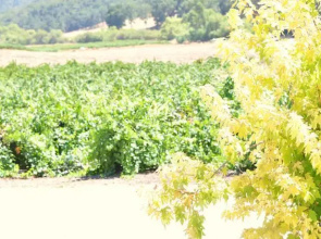 Villa Vino at Poalillo Vineyards