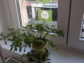 Hostel Mango