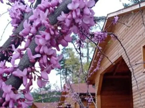 İpek Böceği Park