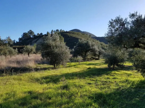Casa Das Oliveiras